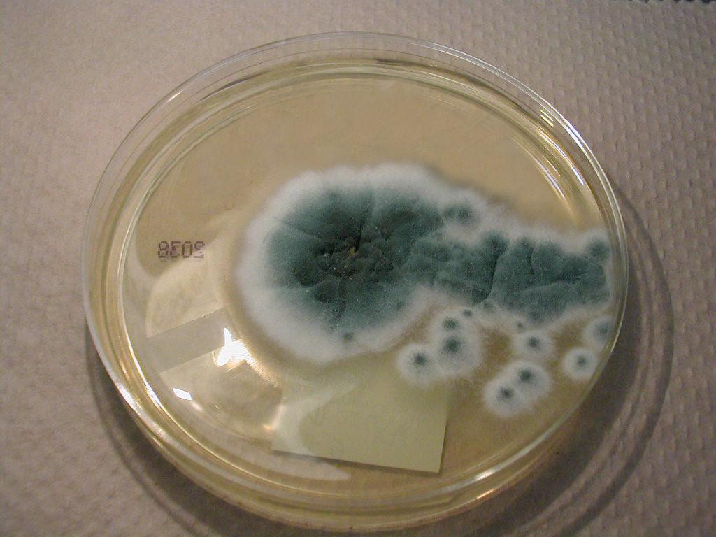 Microbiology - Part 3, Image #1